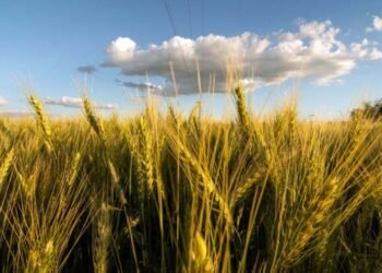 El trigo no detiene su escalada y se acercó a los US$ 500