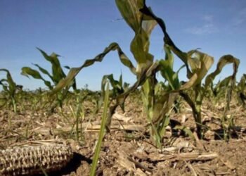 Declararon la emergencia agropecuaria en Entre Ríos