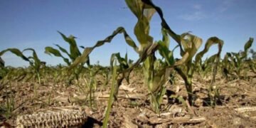 Declararon la emergencia agropecuaria en Entre Ríos