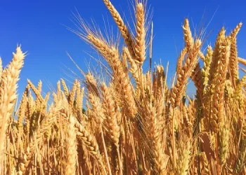 Por la suba de precios internacionales, el Gobierno evalúa reforzar el fideicomiso de trigo