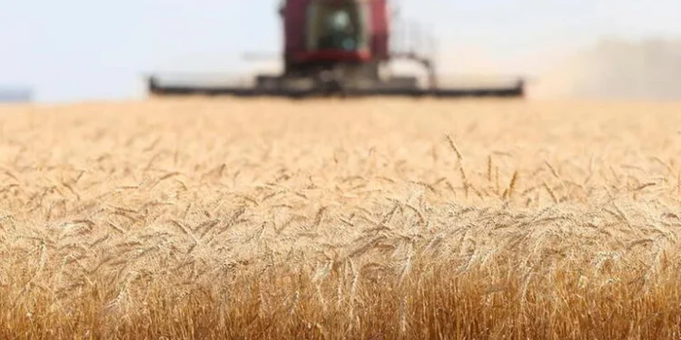 El costo de la guerra: la ONU alertó que los precios internacionales de los alimentos alcanzaron un nuevo récord histórico