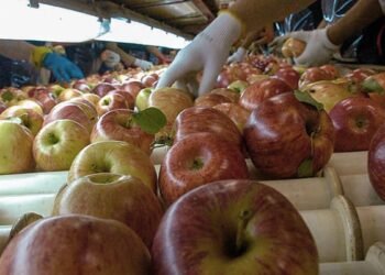 Medidas fiscales y crediticias para que las economías cordilleranas puedan afrontar las heladas