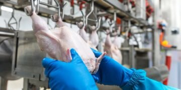 Gripe aviar obliga a suspender exportación de aves.