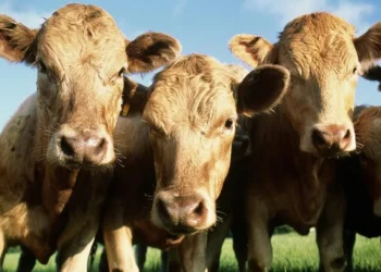 Controversia en el campo por el “impuesto al eructo”.