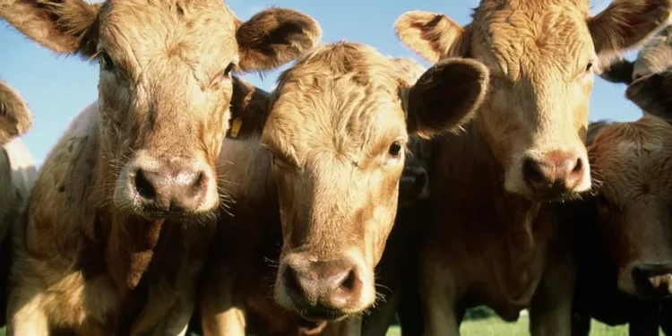 Controversia en el campo por el “impuesto al eructo”.