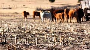 Alerta máxima en Neuquén por desastre y sequía.
