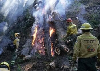 La Palabra de Milei sobre Incendios Forestales.
