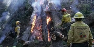La Palabra de Milei sobre Incendios Forestales.