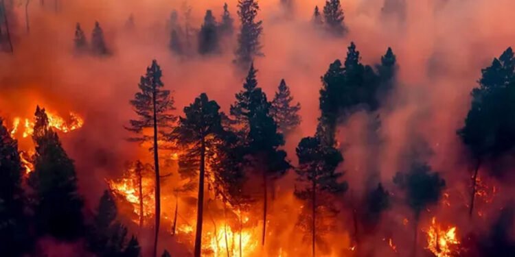 Patagonia: Urge la Ley de Emergencia Ígnea en el Congreso.