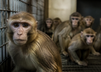 Los últimos siete macacos del bioterio de Saavedra permanecen en cautiverio: ‘El sufrimiento que están pasando es terrible’