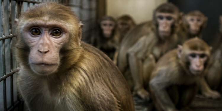 Los últimos siete macacos del bioterio de Saavedra permanecen en cautiverio: ‘El sufrimiento que están pasando es terrible’