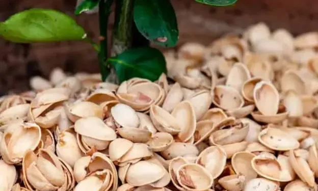 Aprovecha las cáscaras de pistacho: un recurso para el cuidado de las plantas