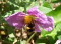 La importancia de los abejorros en el jardín: una señal favorable para el hogar