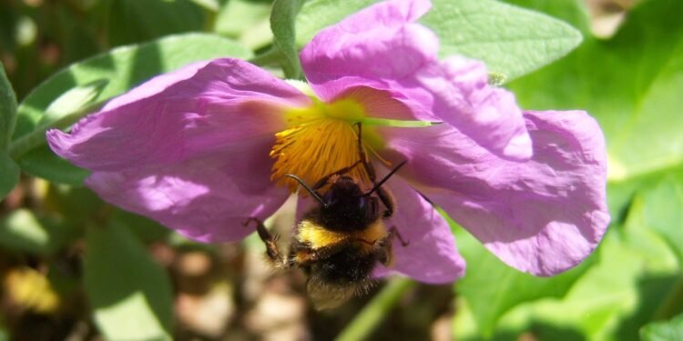 La importancia de los abejorros en el jardín: una señal favorable para el hogar