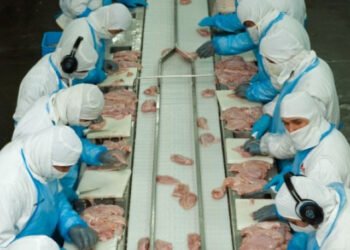 Reapertura de mercados: Argentina accede al comercio de carne aviar con Corea del Sur