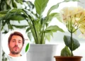 El lirio de la paz: guía de cuidados para una planta icónica