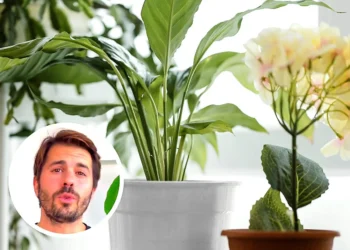 El lirio de la paz: guía de cuidados para una planta icónica
