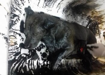 El hallazgo de Nico, un perro cubierto de petróleo, revela un grave problema ambiental en Comodoro Rivadavia