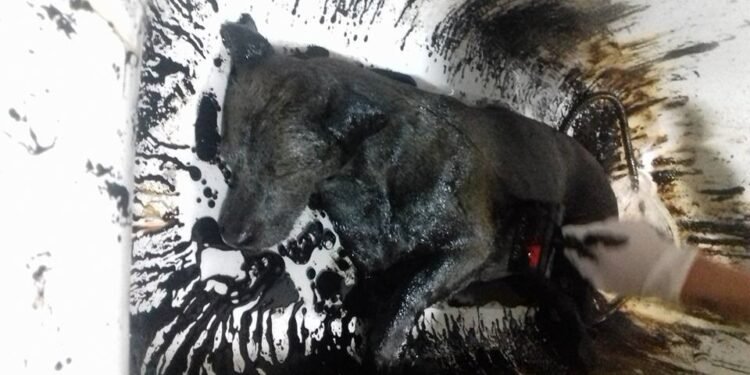 El hallazgo de Nico, un perro cubierto de petróleo, revela un grave problema ambiental en Comodoro Rivadavia