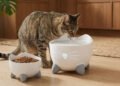Los veterinarios aconsejan: el agua de los gatos debe estar apartada de la comida