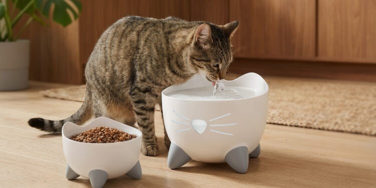 Los veterinarios aconsejan: el agua de los gatos debe estar apartada de la comida
