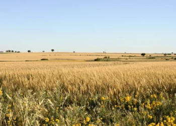 Fallo de la Corte sobre la Ley de Tierras sorprendió al Gobierno, que opta por no reaccionar