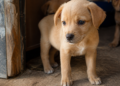 Investigación de Harvard: las experiencias de un perro en sus primeros seis meses pueden influir en su comportamiento de por vida