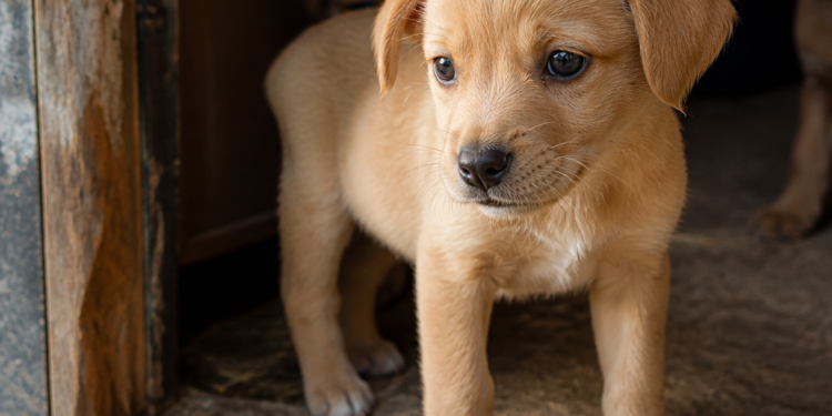 Investigación de Harvard: las experiencias de un perro en sus primeros seis meses pueden influir en su comportamiento de por vida